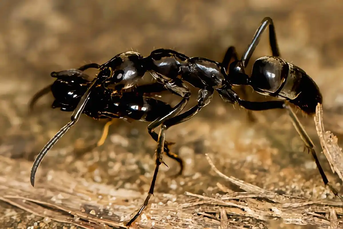 它有毒,蛰伤人类会产生剧烈疼痛,出现头晕,恶心,痉挛等