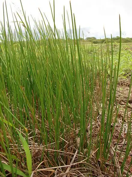 荸荠属 – eleocharis   3.   二名法