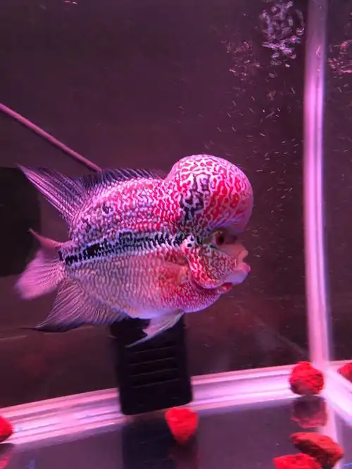 一岁三个月的金属马骝