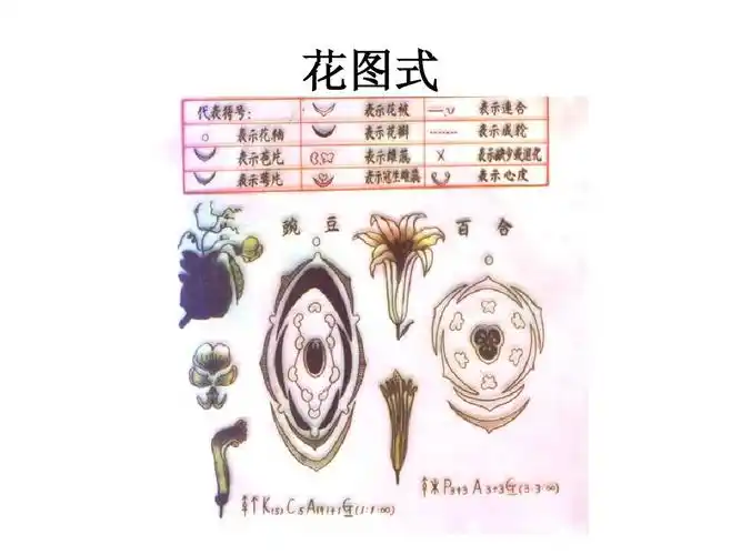 植物学实验6 花ppt