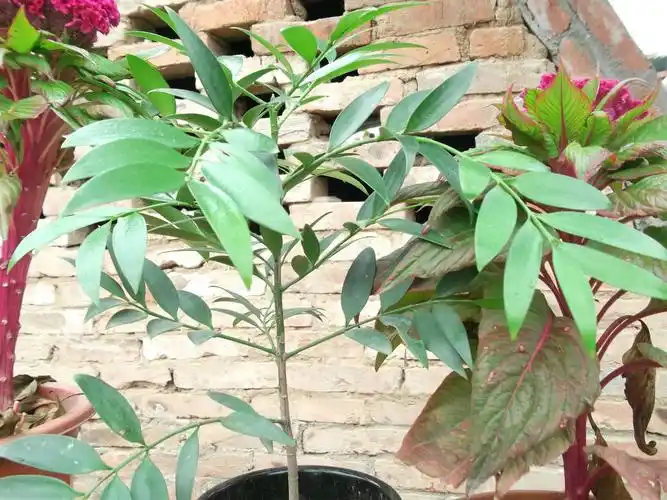 若是入冬后温度低,室内没有暖气,最好不要养,容易冻伤二竹柏的风水