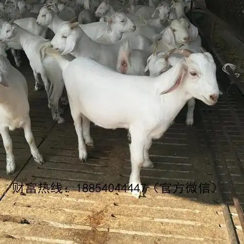 小母羊价格 母羊一只价格 怀孕母羊一只价格 母羊养殖基地