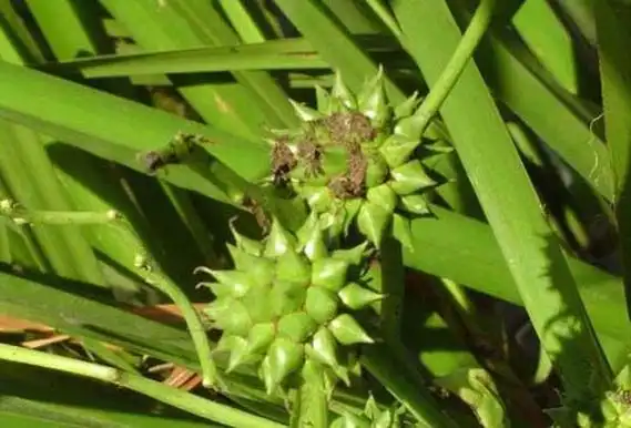 每天学一味中药——三棱