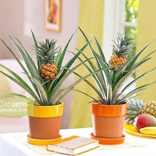 凤梨菠萝盆栽虹越趣味水果绿植热带阳台客厅绿植
