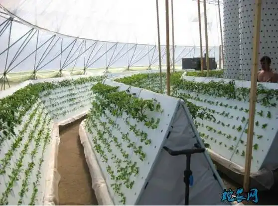 常见无土栽培蔬菜的方式有哪些?