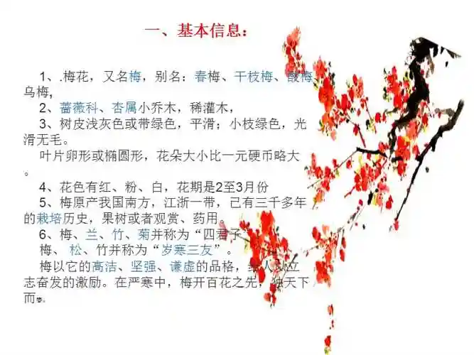 梅花详细介绍