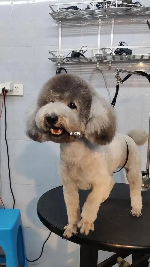 这是只赶着回家的狗子泰迪小圆头夏天清凉装