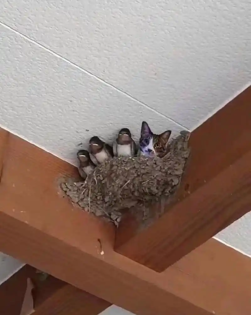 你为什么会在上面?燕子窝挺牢固啊