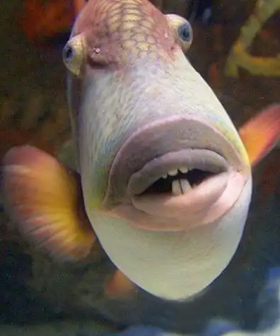世界上最搞笑鱼的照片