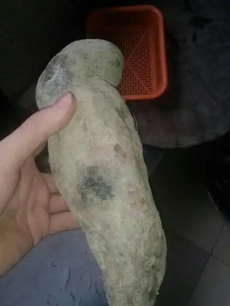红薯有一头发霉可以吃吗( 红薯两头有霉点还能吃吗? )