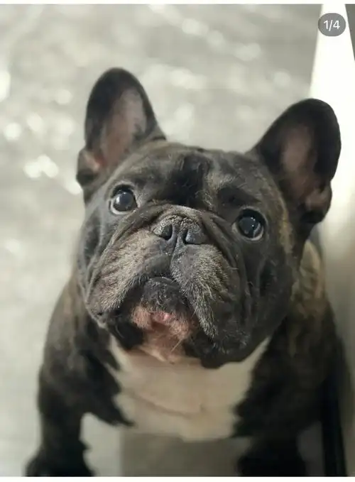 想要买一只虎斑法斗求推荐犬舍