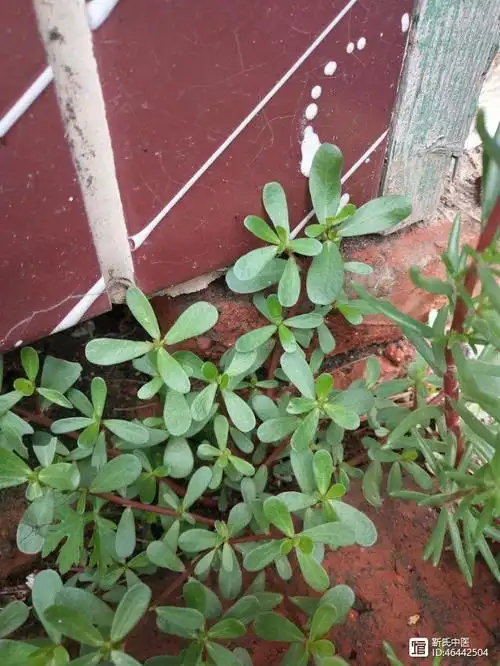 马齿苋图片形态与功能