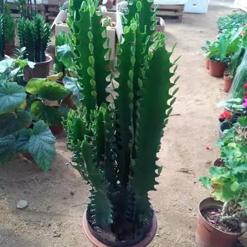 辟邪镇宅植物招财绿植龙骨四季青客厅放的大棵搬家礼物乔迁盆栽