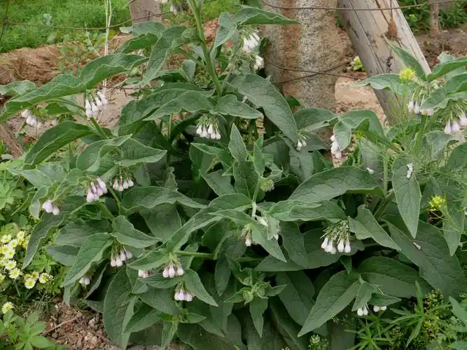 p>丛茎滇紫草( a href="#" data-lemmaid="8074290">学名 /a>:onosma