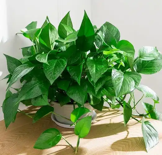 绿萝花怎么养才能爬3