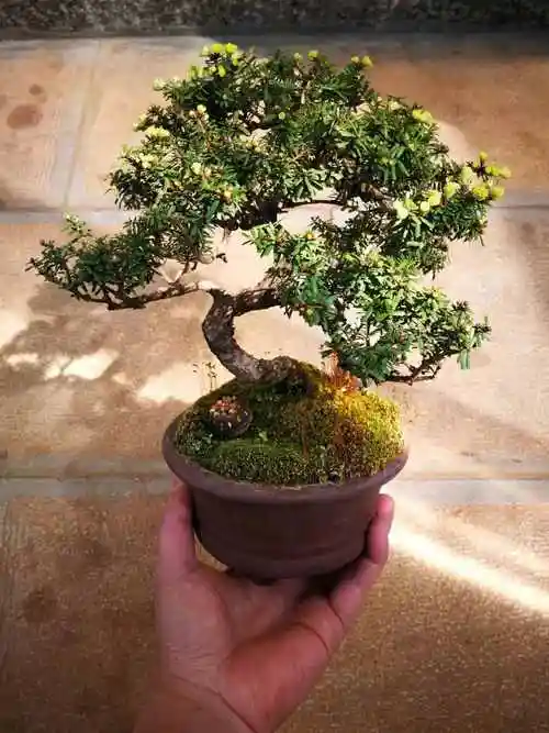 檀香木盆景家中养4款盆景