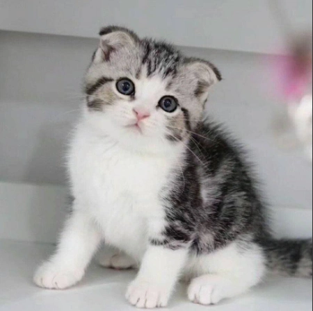 ▊官网推荐已认证▊纯种折耳猫幼崽▊caf认证▊质量第一▊