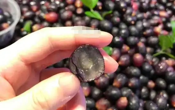 怎么样鉴别真假乌梅,怎么鉴别乌梅好坏图片图4