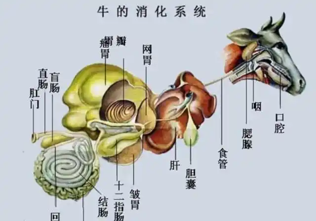 牛和羊都是靠胃来消化食物的而马却完全不同差别在哪儿