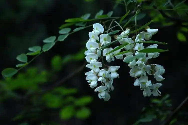 又闻槐花香 紫色/白色槐花全高清图赏