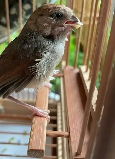 黄豆鸟:快速养活崽鸟的秘诀!"黄腾江湖""志强鸟食"