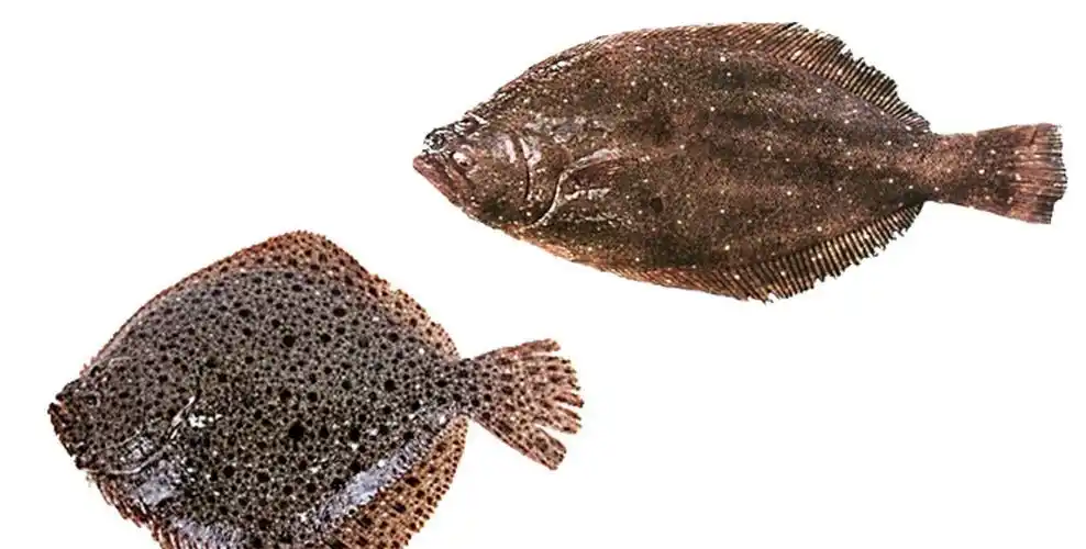 这两兄弟长得太像了你在市场见到的多宝鱼未必是真的