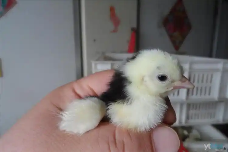 小乌鸡出壳啦!看这发型