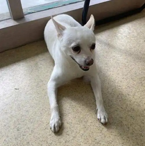 武汉市江岸区2000寻找白色串串犬