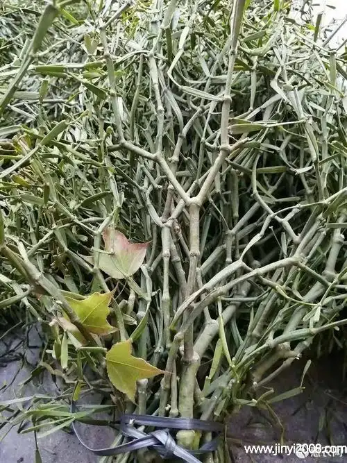 枫树寄生的功效作用