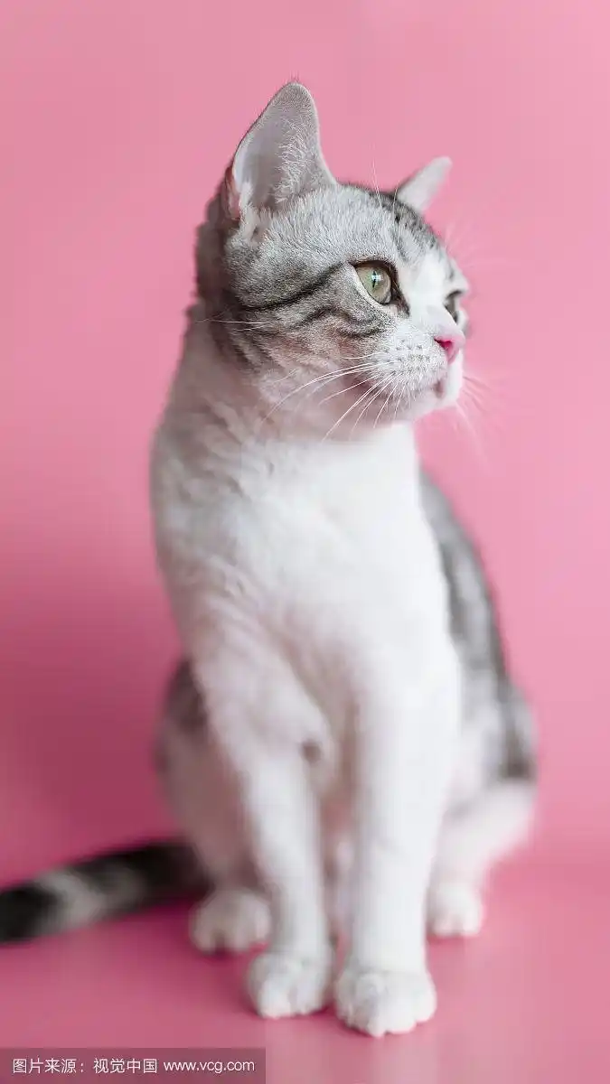 粉色的幼猫手机锁屏壁纸