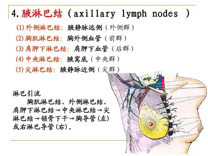 (3)肩胛下淋巴结:肩胛下血管(后群) (4)中央淋巴结:腋窝底(中央群) (5