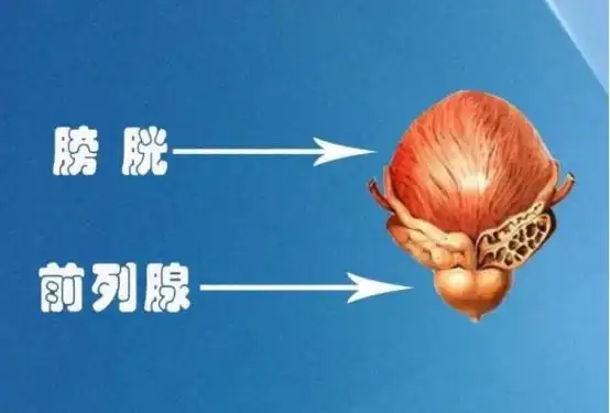 大蒜前列腺炎的"发物"?想前列腺炎好得快,这2种食物尽量别吃