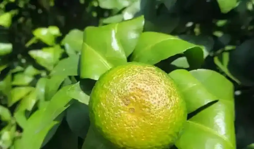 柑橘果面的又一杀手油斑病是如何让它毁容的