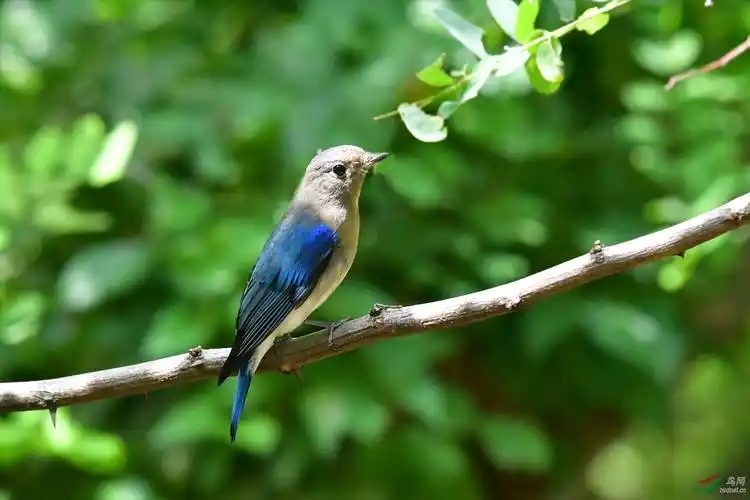 白腹琉璃亚成鸟