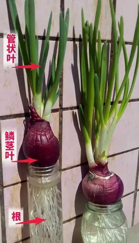 洋葱叶肉细胞指哪里?鳞片叶内外表皮细胞之间的是什么?