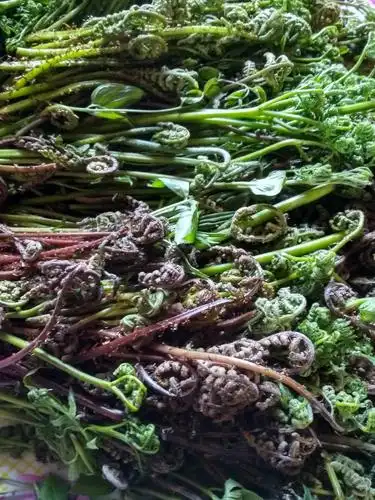 其它 四叶菜 写美篇多想倒头睡到天亮 不能愧对三