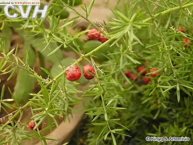 非洲天门冬asparagusdensifloruskunthjessop