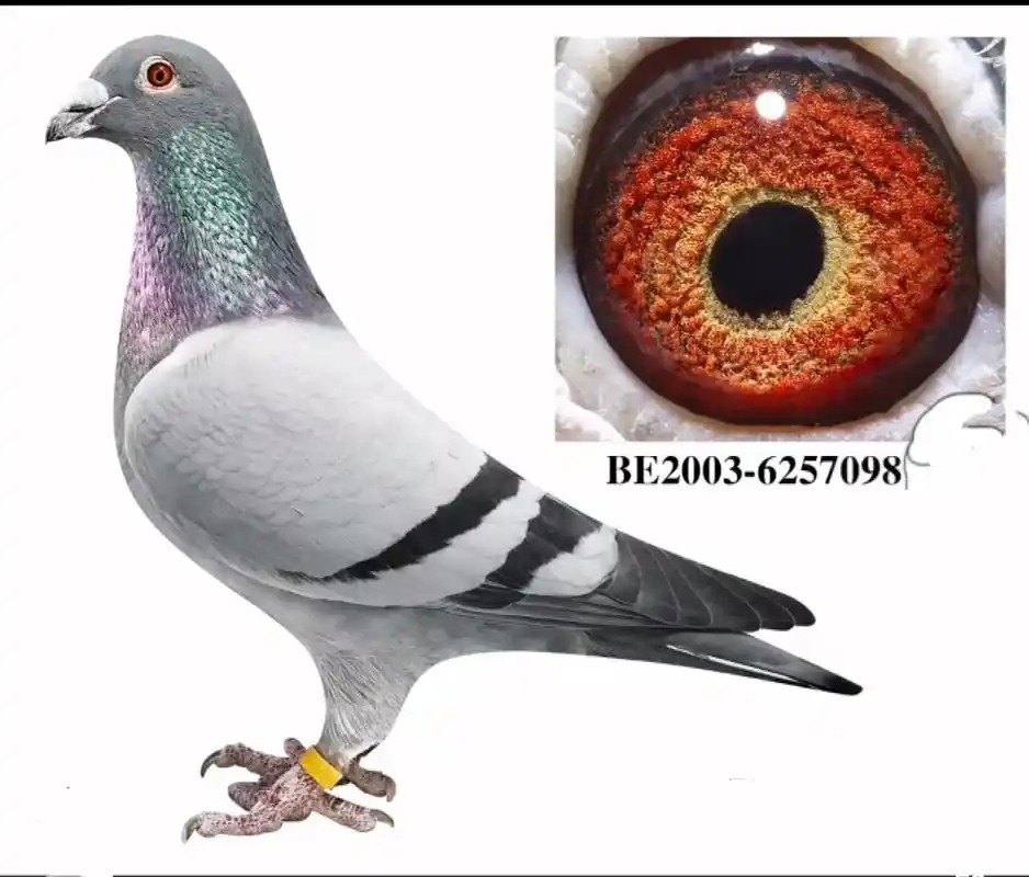 世界名鸽奶酪系 - 抖音