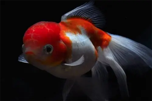 文种金鱼有哪些特点?且可以分为几类?