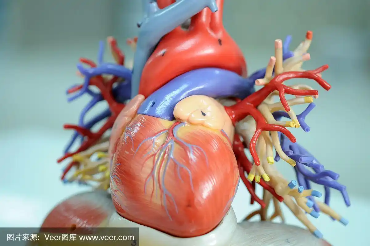 人类的心脏