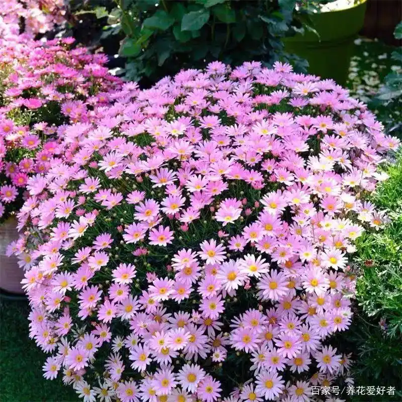 春天养几盆玛格丽特花,开花多又漂亮,繁花似锦,清新又典雅