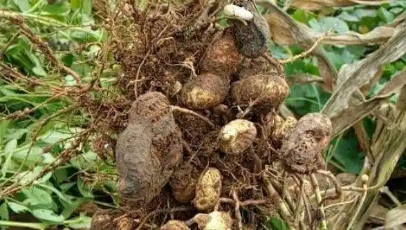 花生果腐病危害大,如何有效防控呢?