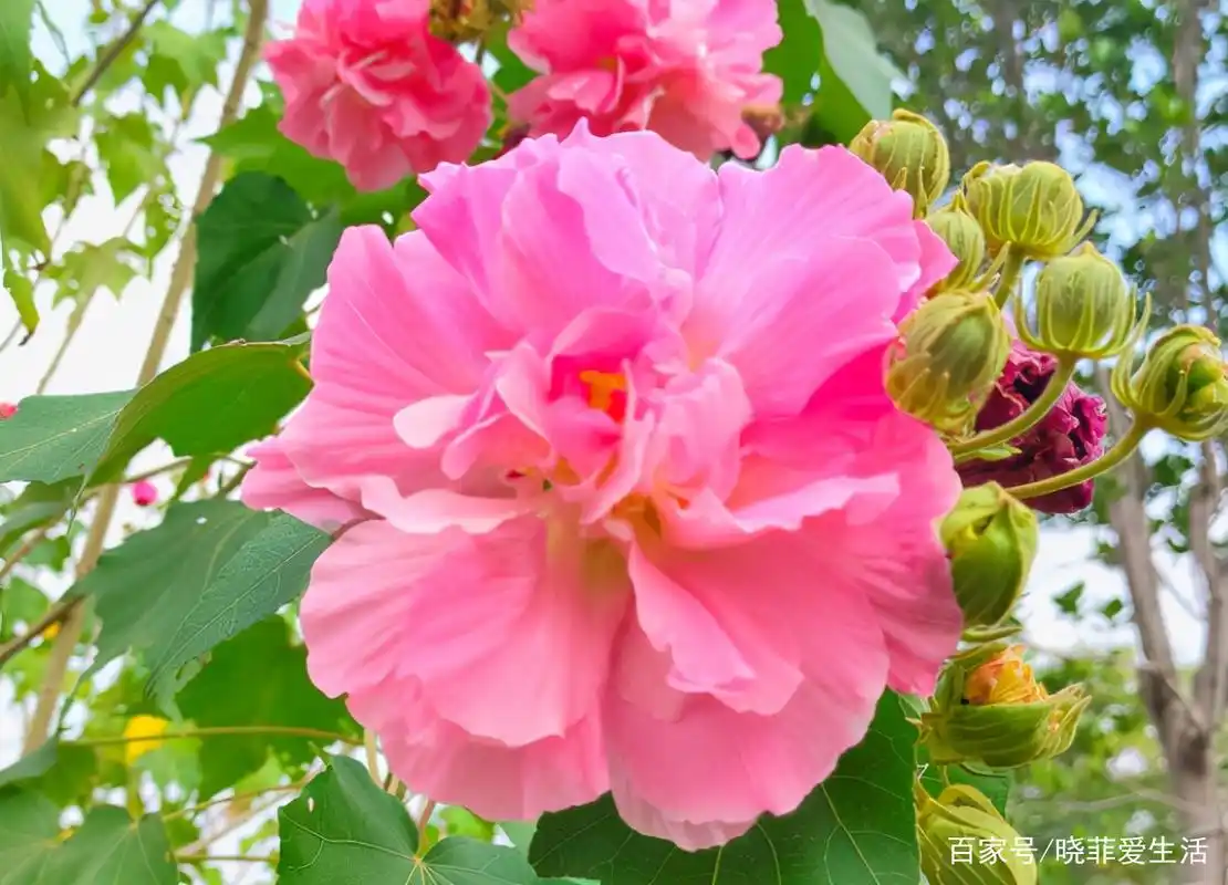 6种吉祥花,开花美丽还能吃,养人又旺家