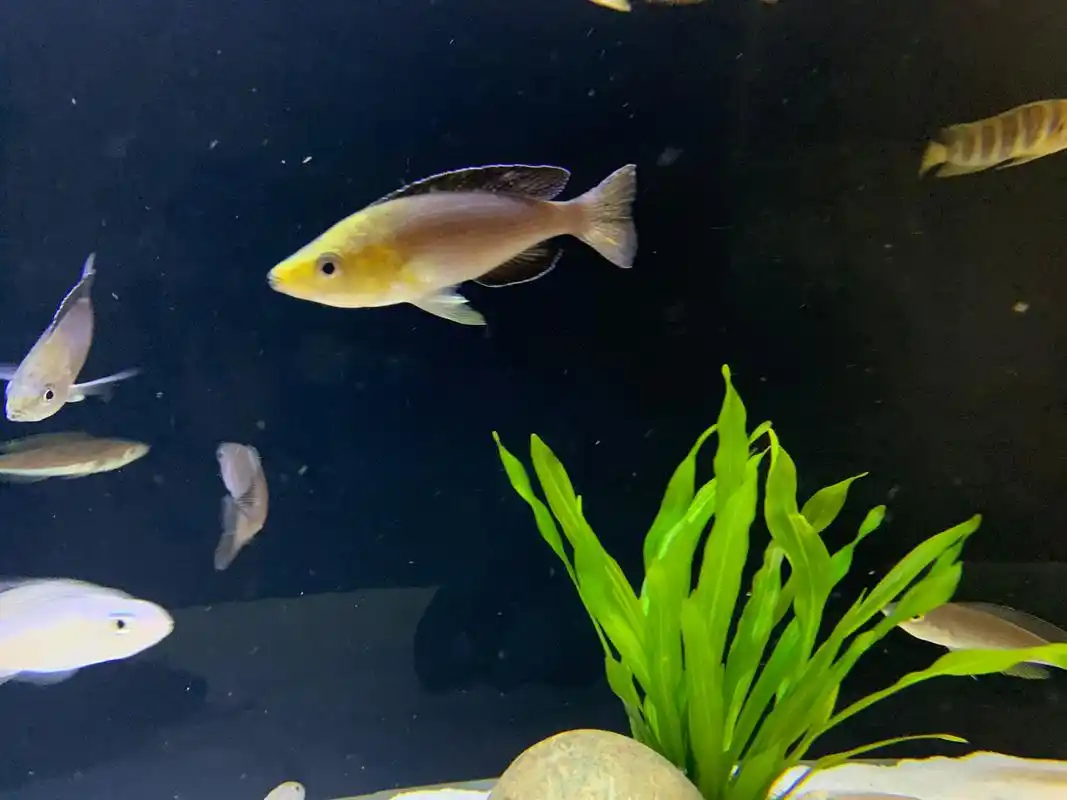 金头剑沙清缸  喜欢金头剑沙的鱼友们看过来～  缸小了,品种养的过多