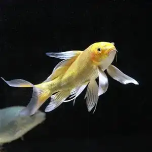 草金鱼长鱼大尾巴观赏鱼活尾到混冷水鱼淡水家养景区m小鱼苗黑套j