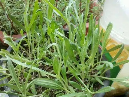 三种方法让它恢复生机 满天星叶子蔫了