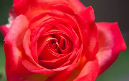 唯美艳丽红玫瑰摄影图片桌面壁纸