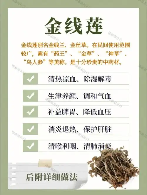 金线莲金线莲原来这么厉害75