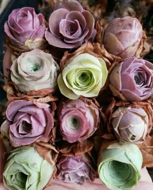 夏季养多肉"玫瑰",注意3点,美到极致