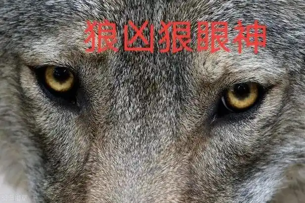 狗的种粪多和狼有血缘的叫狼狗,所玩狗要选好种类,比如狼狗有的 - 抖